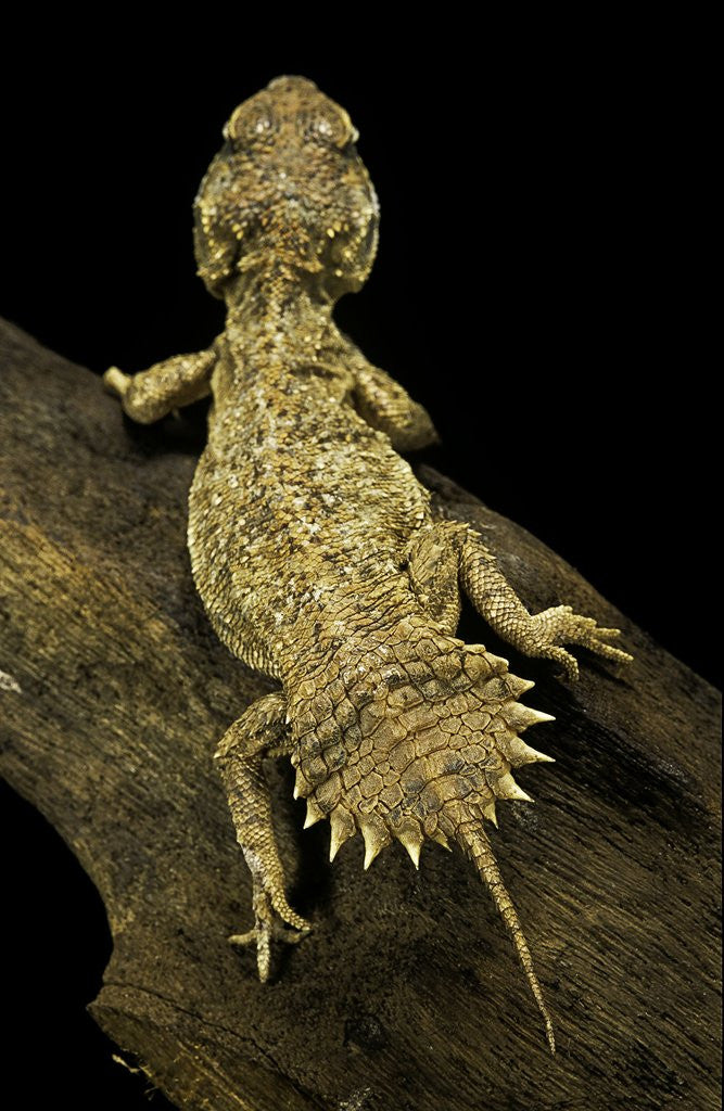 Detail of Xenagama taylori (Taylor's strange agama, dwarf shield-tailed agama) by Anonymous
