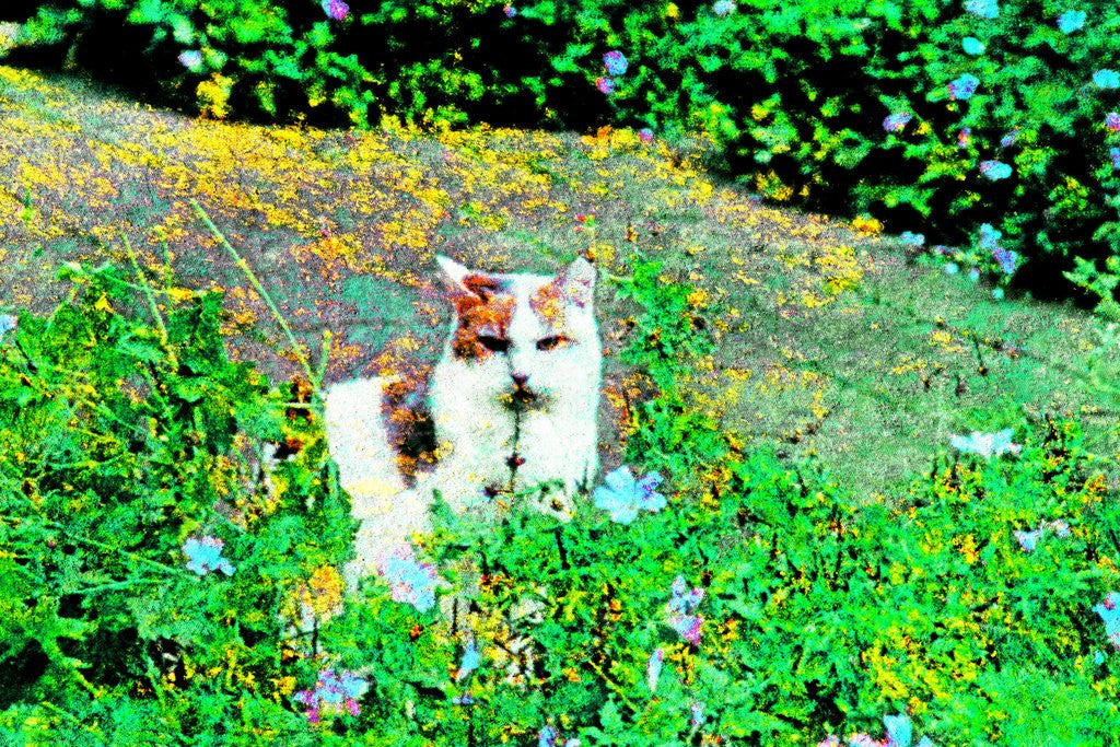 Detail of Cat by Anonymous