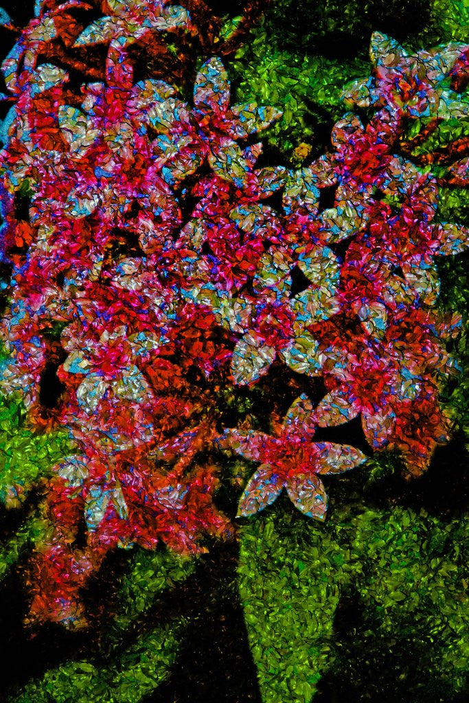 Detail of Flowers by Anonymous