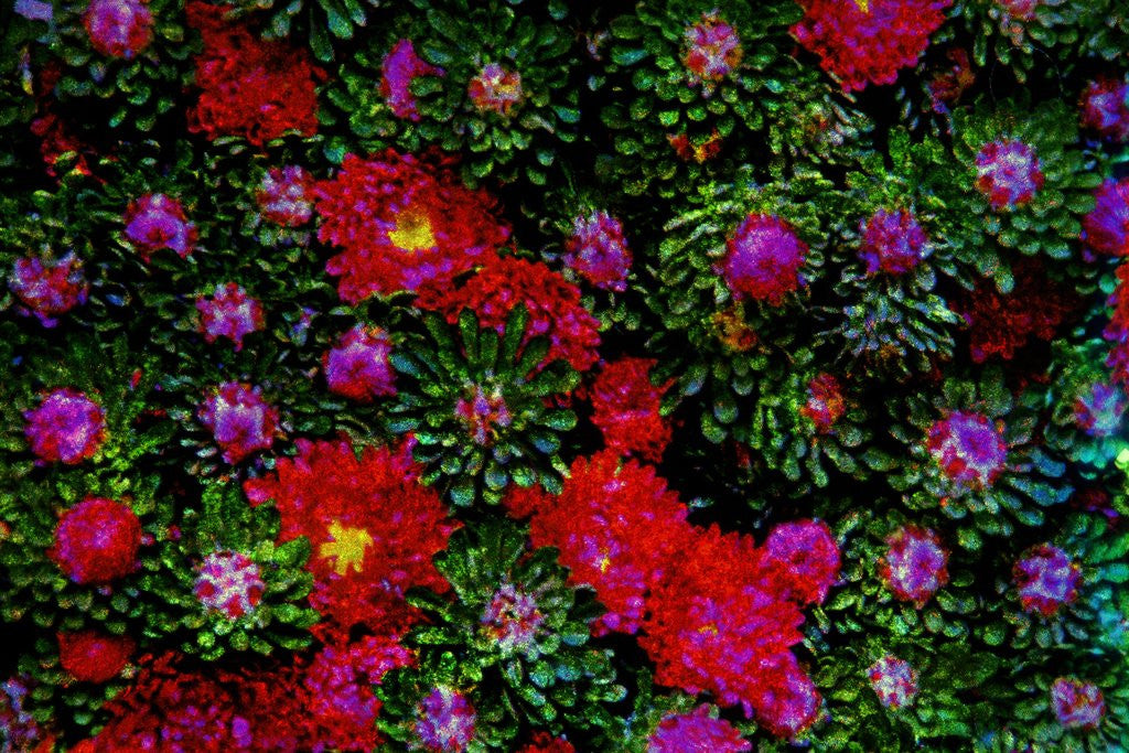 Detail of Red Flowers by Anonymous