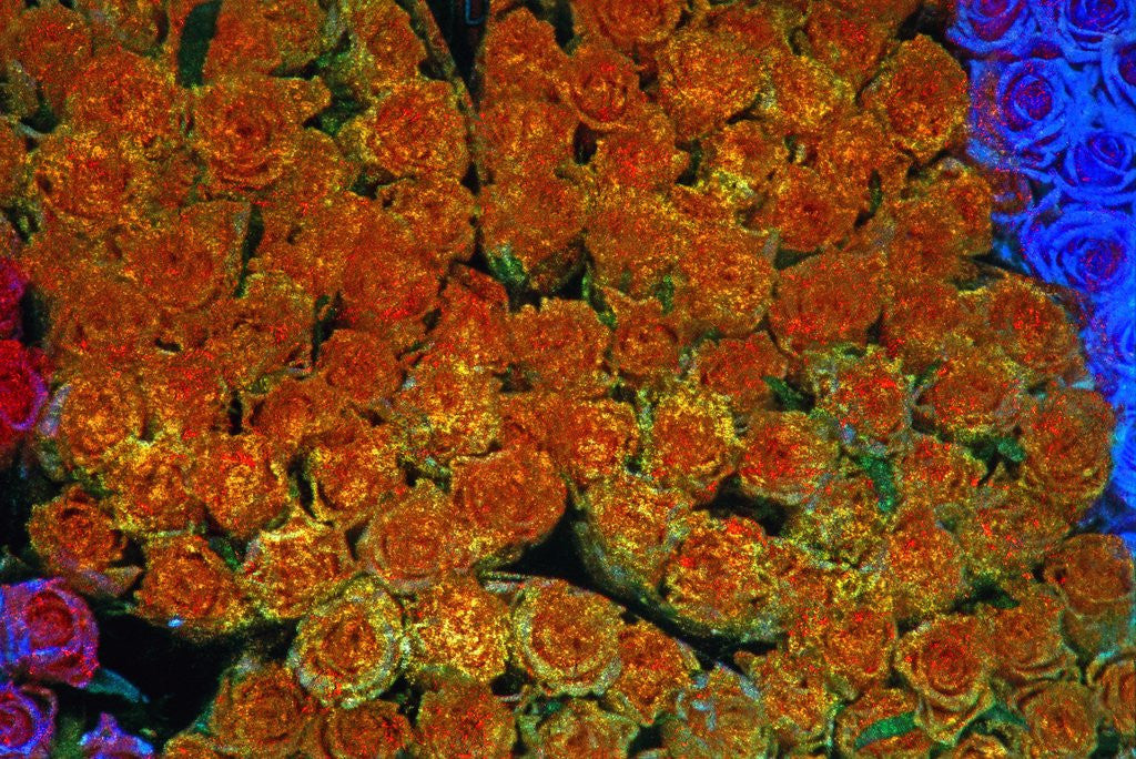 Detail of Roses by Corbis