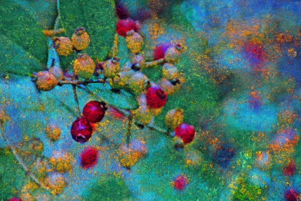 Detail of Red Seeds by Anonymous