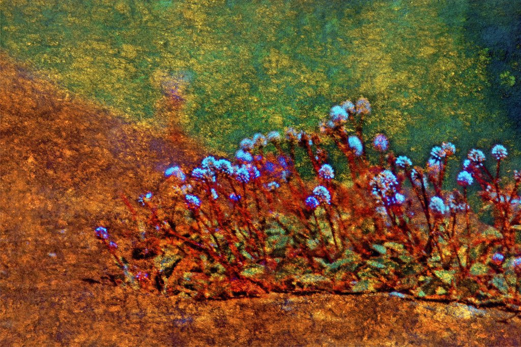 Detail of Little Plants by Anonymous