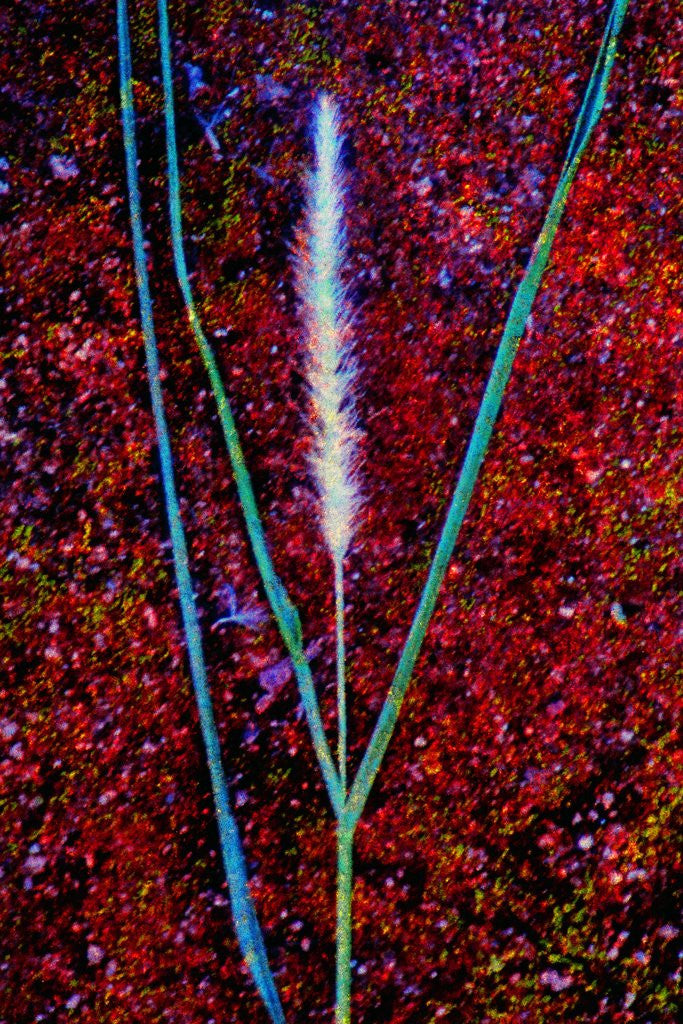 Detail of Grass by Anonymous