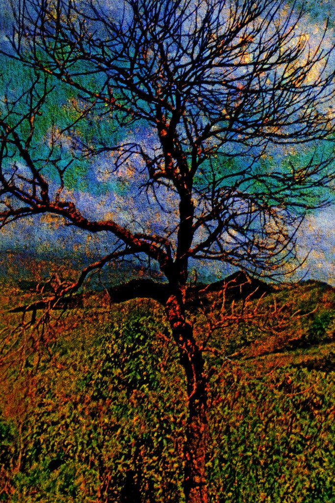 Detail of Tree by Anonymous