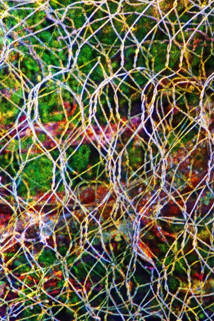 Detail of Wire Grid by Anonymous