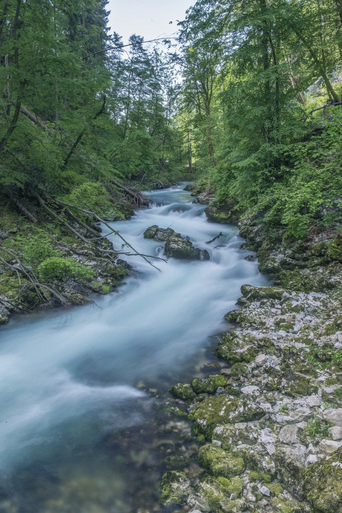 Detail of Vintgar Gorge by Anonymous