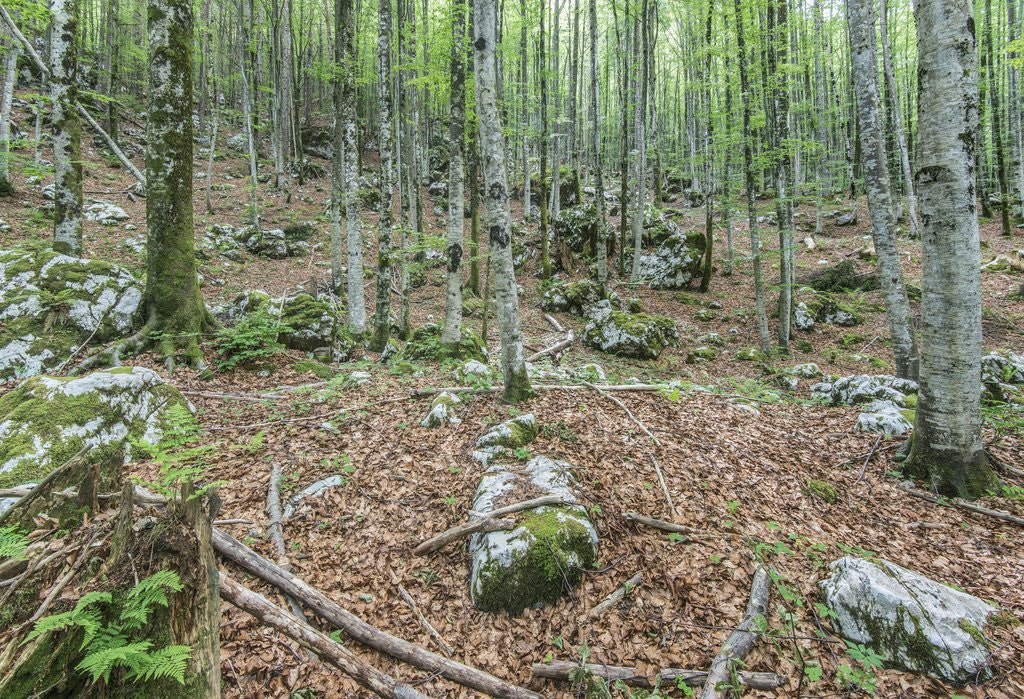 Detail of Mountain Forest by Anonymous