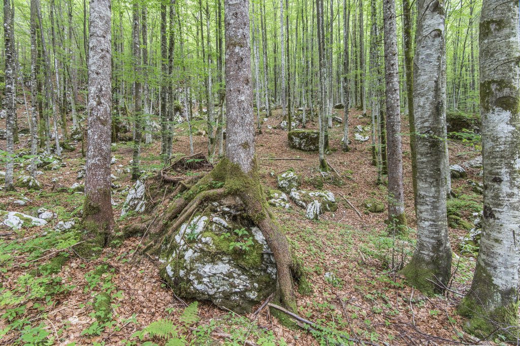Detail of Mountain Forest by Anonymous