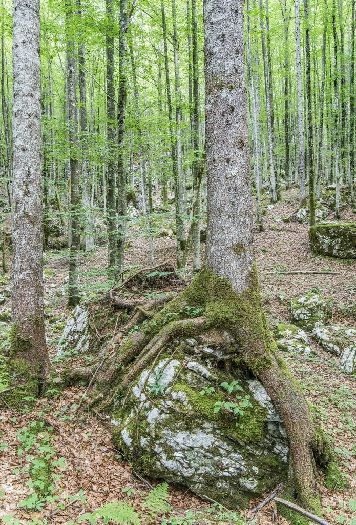 Detail of Mountain Forest by Anonymous