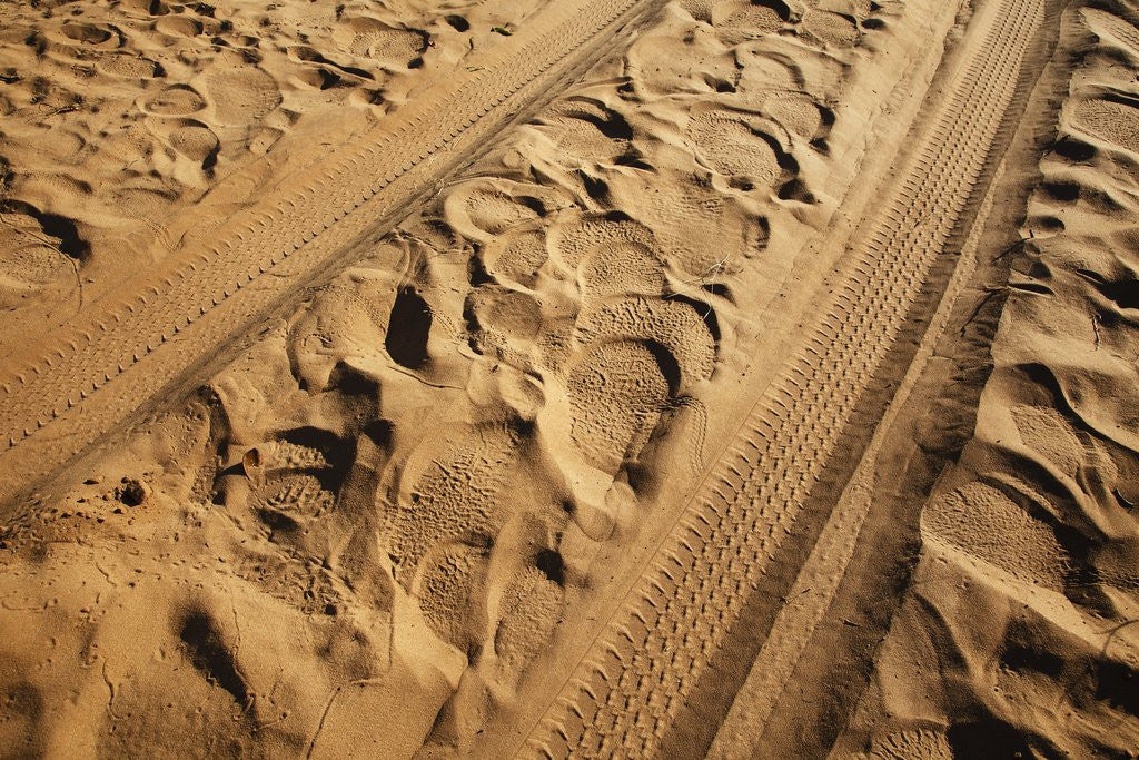 Detail of Elephant and vehicle tracks on sand road by Anonymous