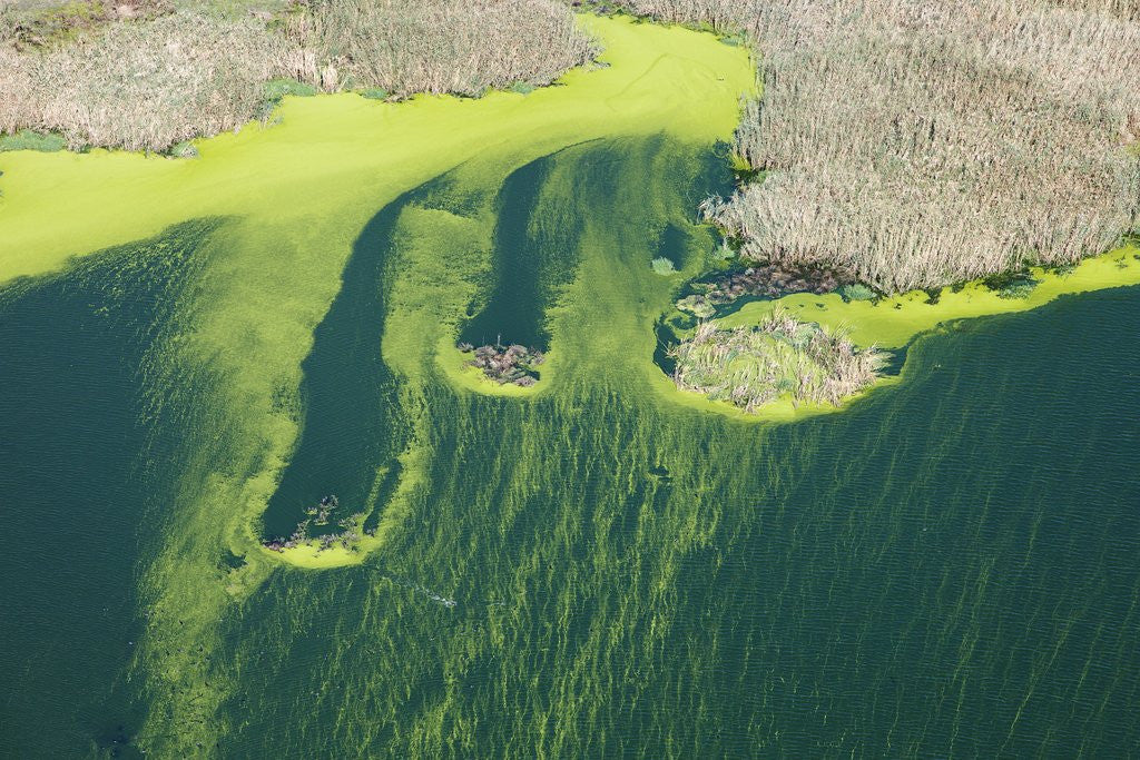 Detail of Aerial view of green algae on pond by Anonymous