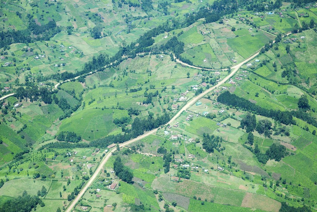 Detail of Aerial view of Tea plantations, Kenya by Anonymous