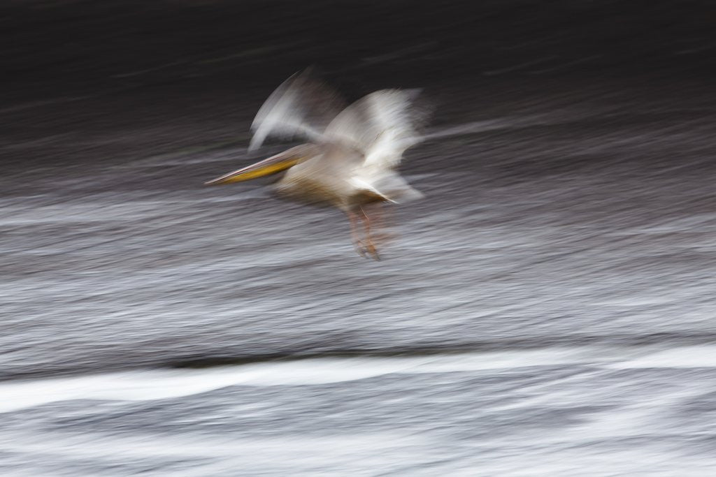 Detail of Great White Pelican, Kenya by Anonymous
