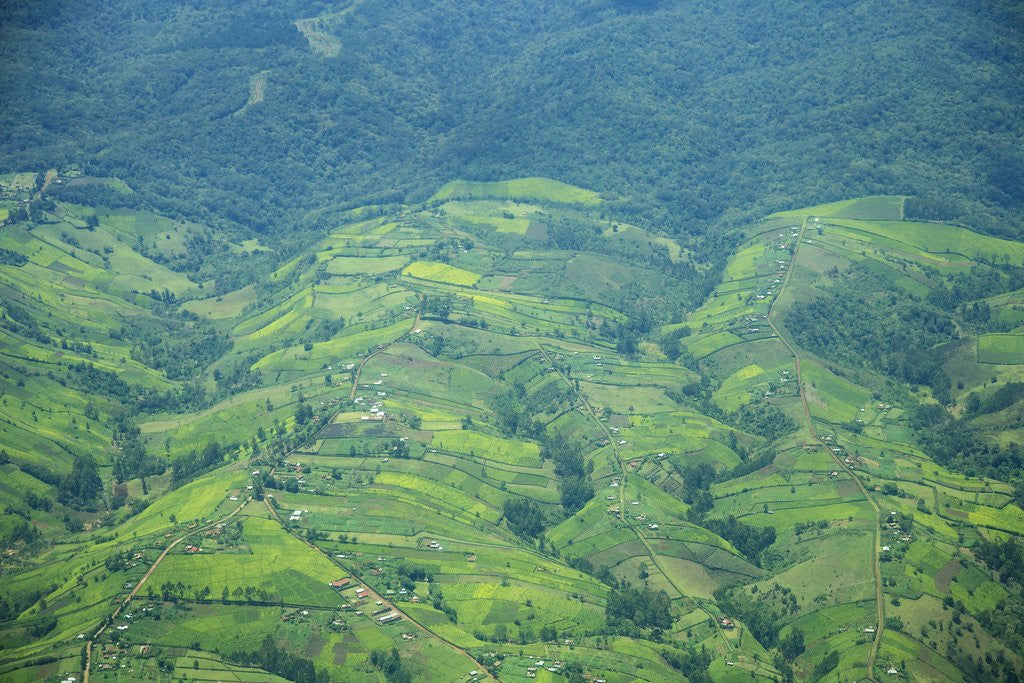 Detail of Aerial view of tea plantations, Kenya by Anonymous