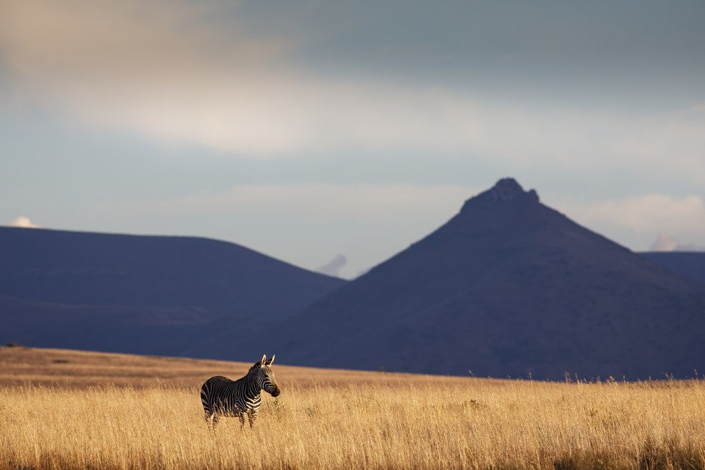 Detail of Mountain Zebra in field by Anonymous