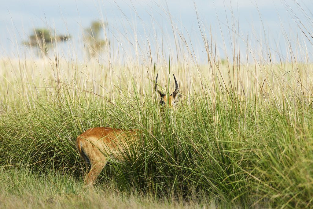 Detail of Puku in tall grass, Botswana by Anonymous