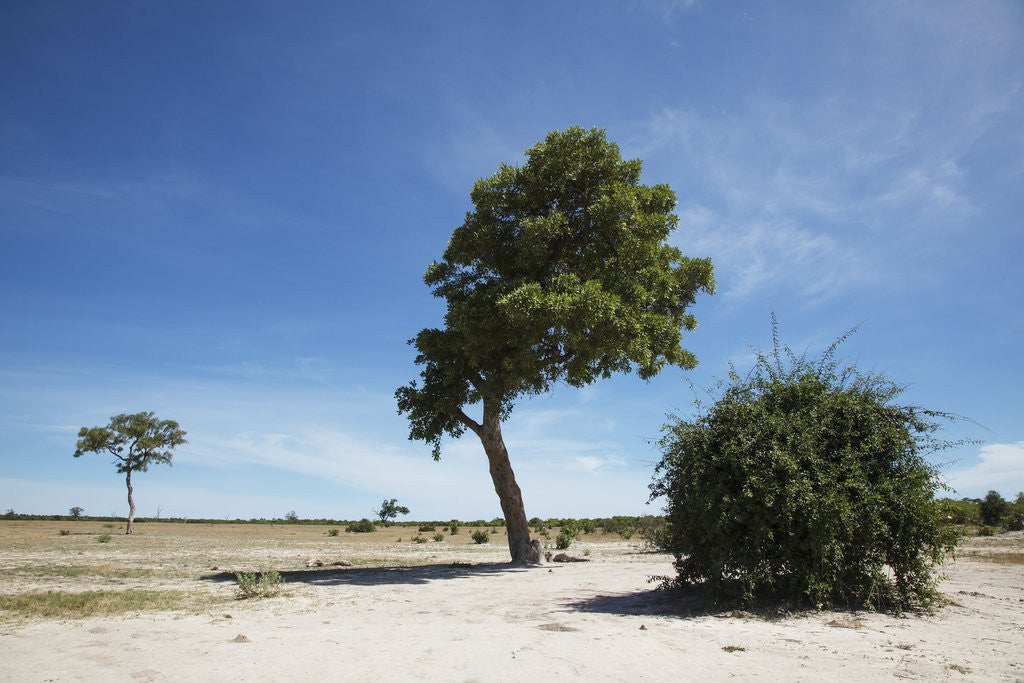 Detail of Trees in Chobe National Park by Anonymous