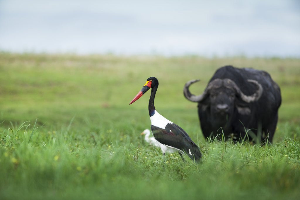 Detail of Saddlebilled stork and buffalo, Botswana by Anonymous