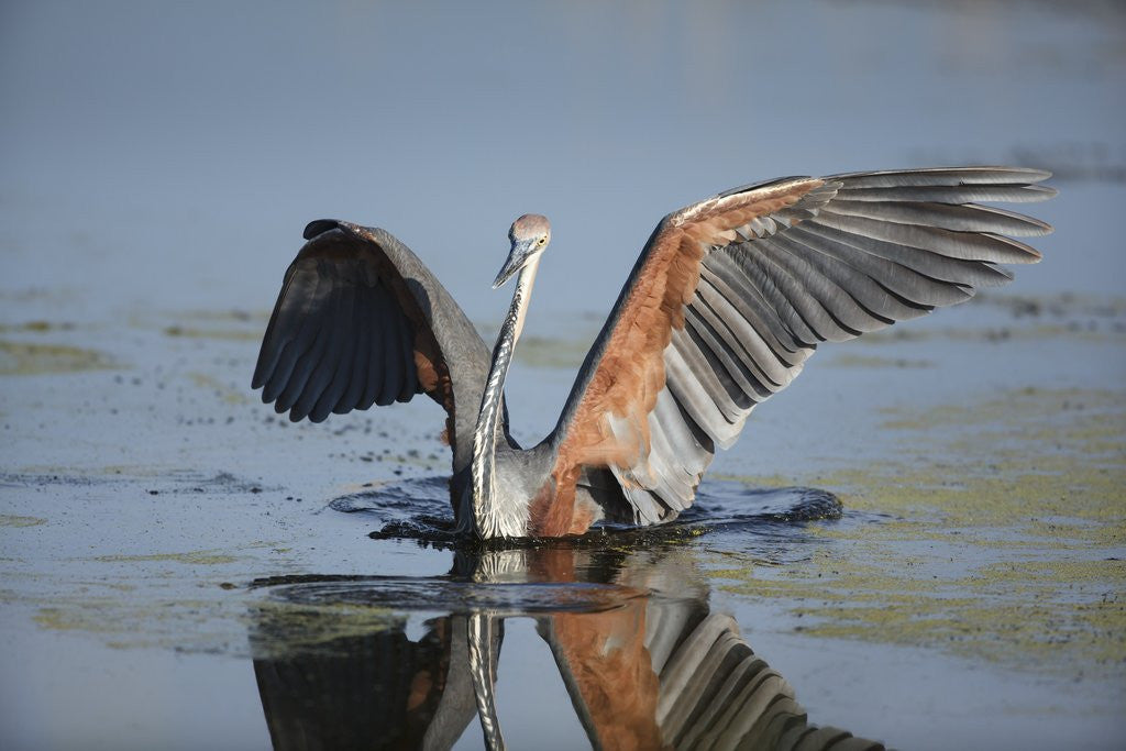 Detail of Goliath Heron with spread wings by Anonymous