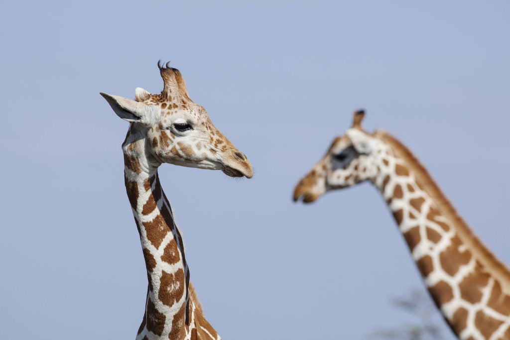 Detail of Female Reticulated Giraffe, Kenya by Anonymous