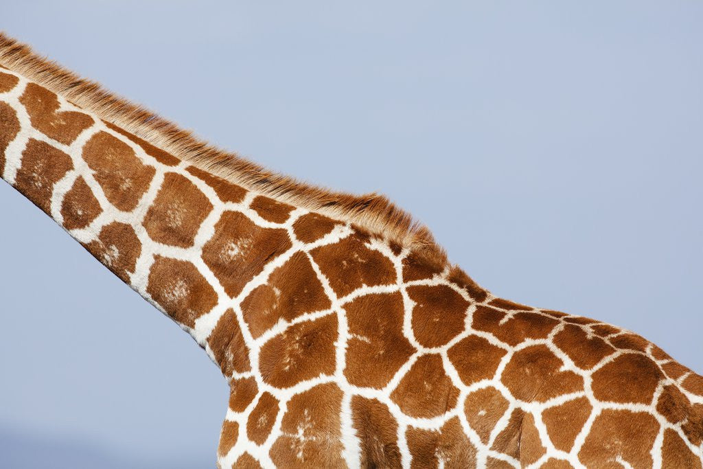Detail of Reticulated giraffe neck, Kenya by Anonymous