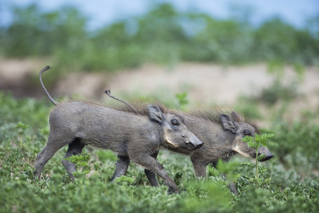Detail of Warthog piglets, Botswana by Anonymous