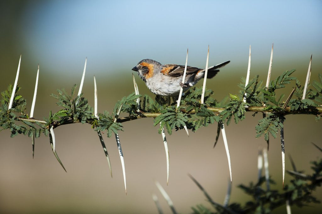 Detail of Bird in thorns, Kenya by Anonymous