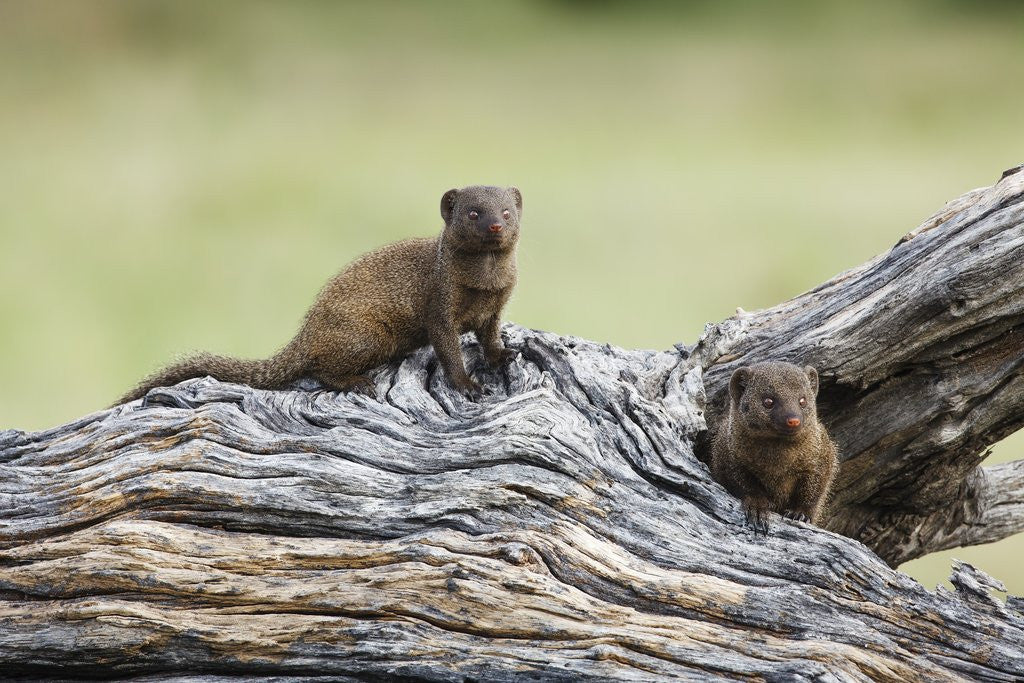 Detail of Dwarf Mongoose on log, Botswana by Anonymous