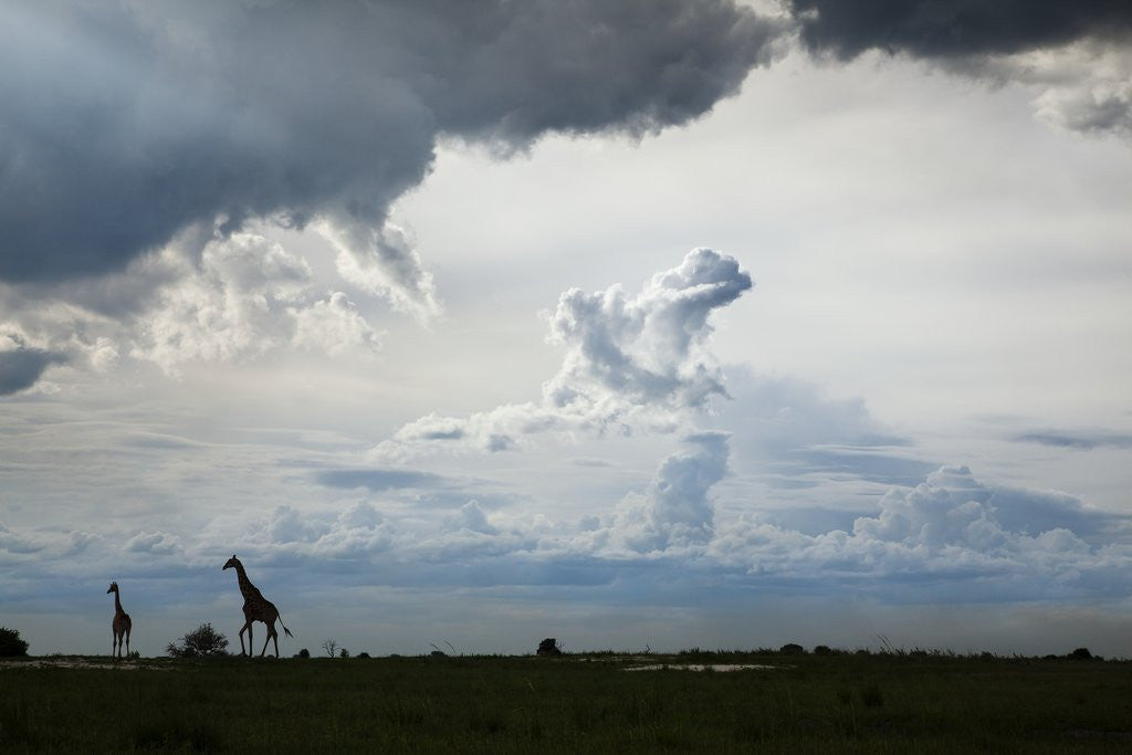 Detail of Giraffe and storm clouds, Botswana by Anonymous