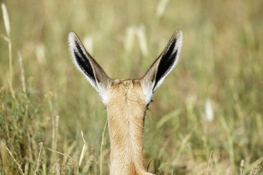 Detail of Springbok calf ears by Anonymous