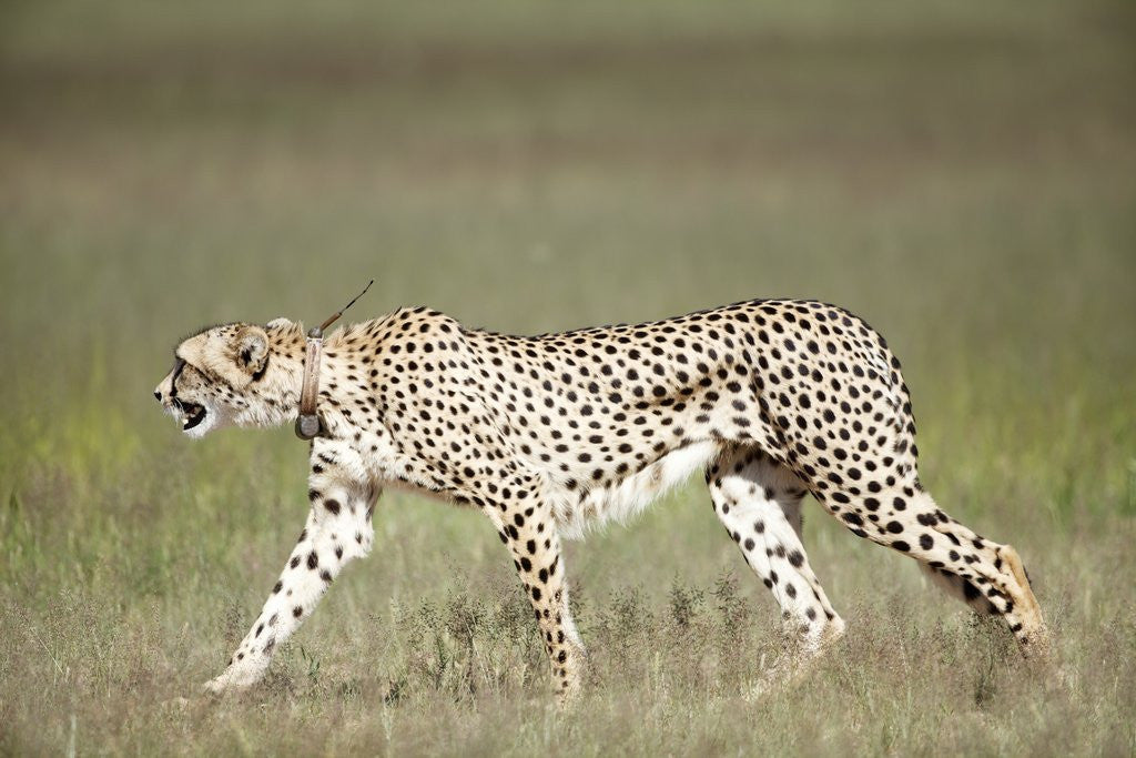 Detail of Cheetah with radio collar by Anonymous