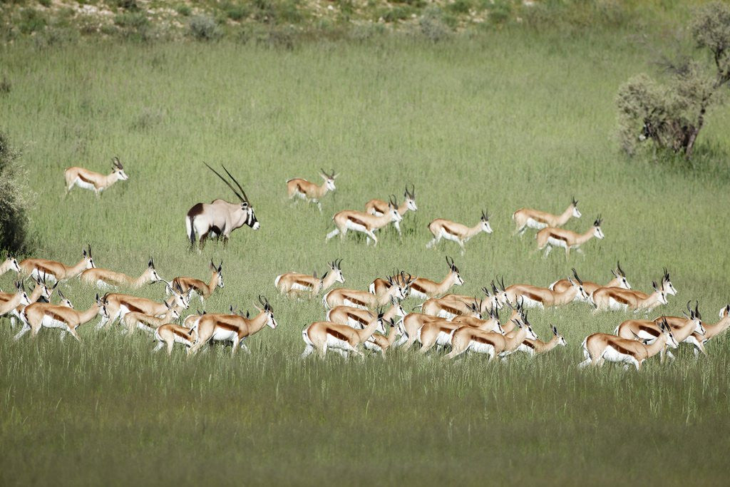 Detail of Springbok Herd by Anonymous