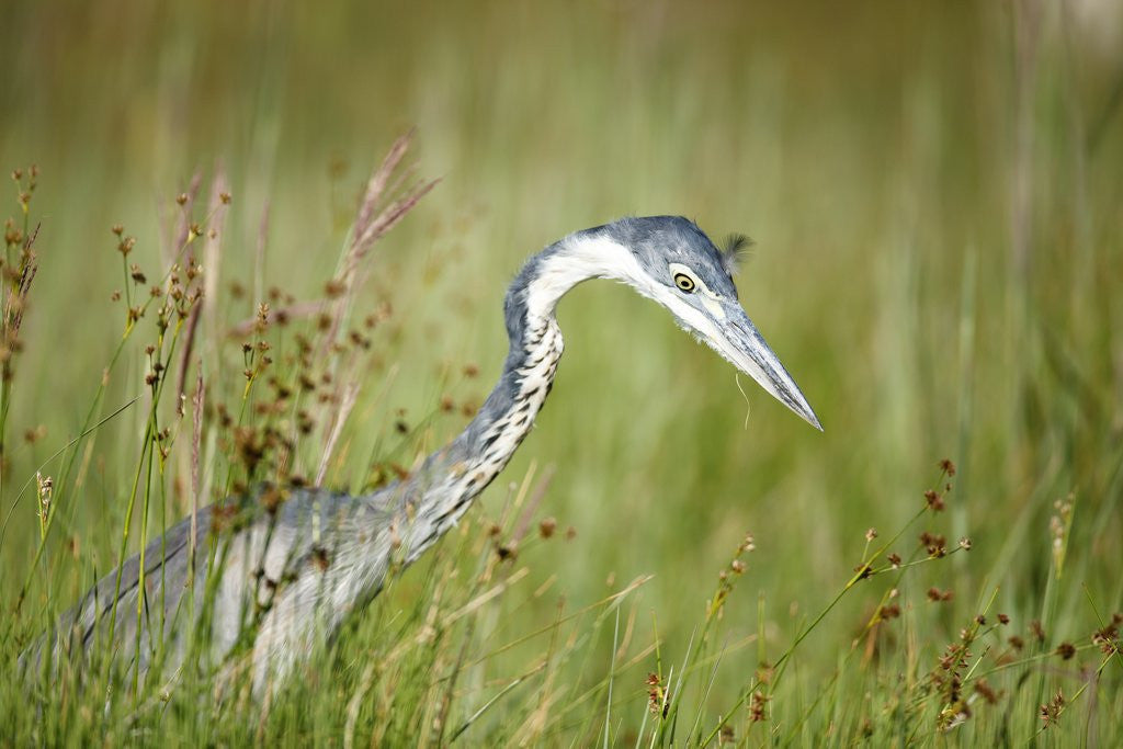 Detail of Blackheaded Heron hunting mice by Anonymous