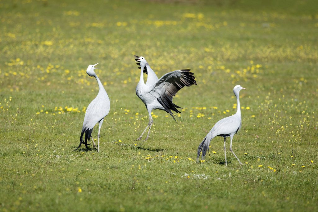 Detail of Blue Cranes courting by Anonymous