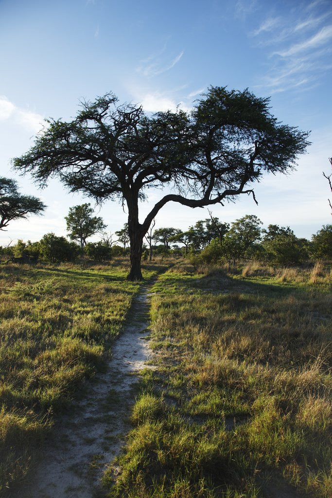 Detail of Acacia Tree by elephant path, Botswana by Anonymous