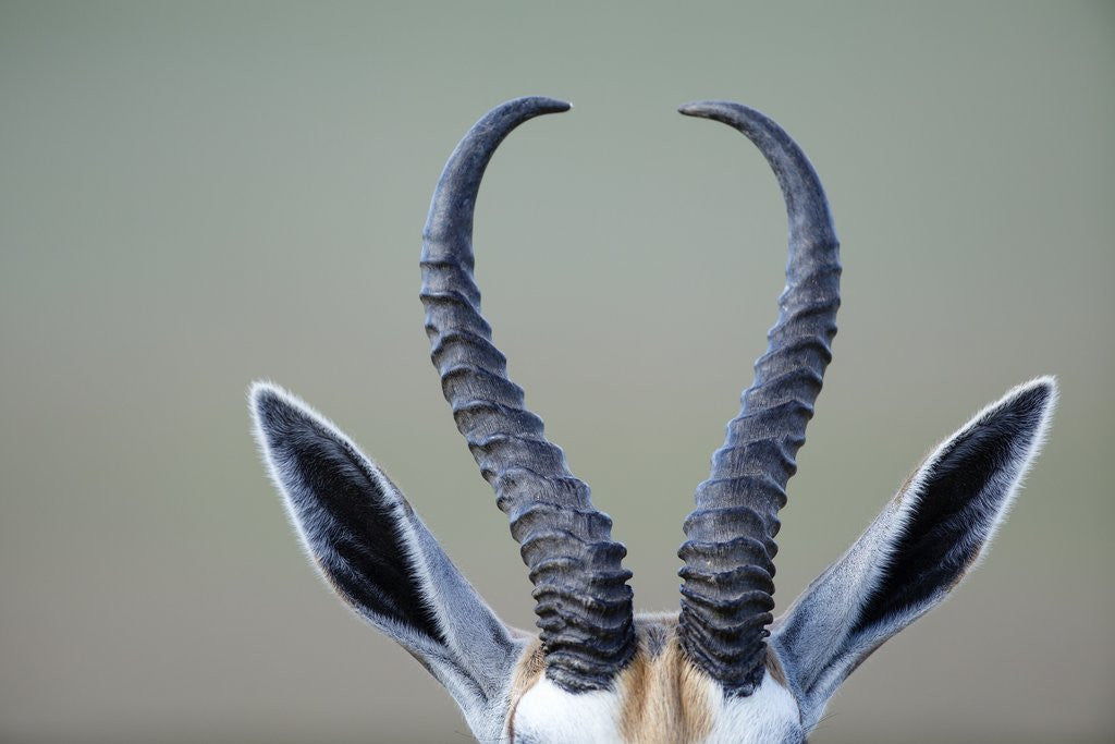 Detail of Horns and ears of Springbok by Anonymous