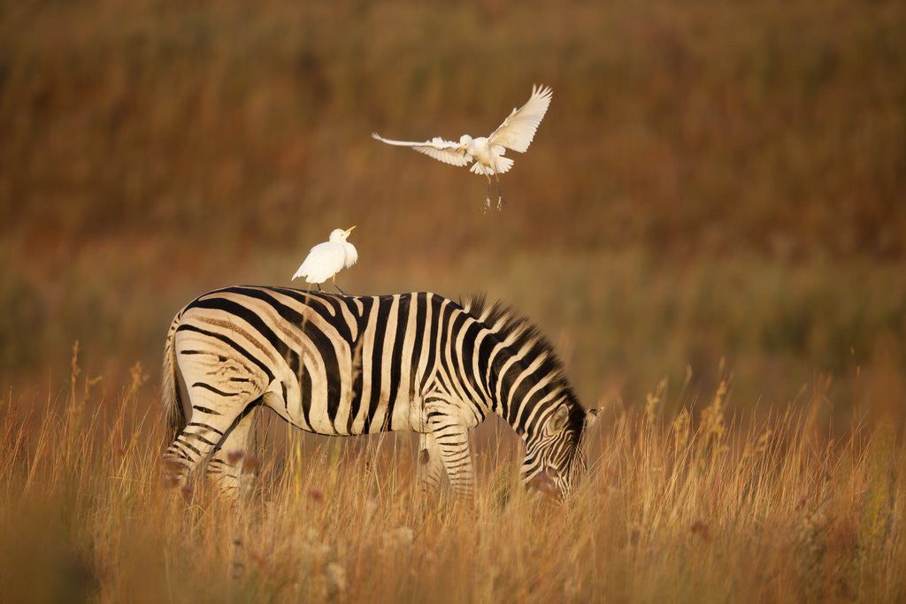 Detail of Cattle Egret ride on Zebras by Anonymous