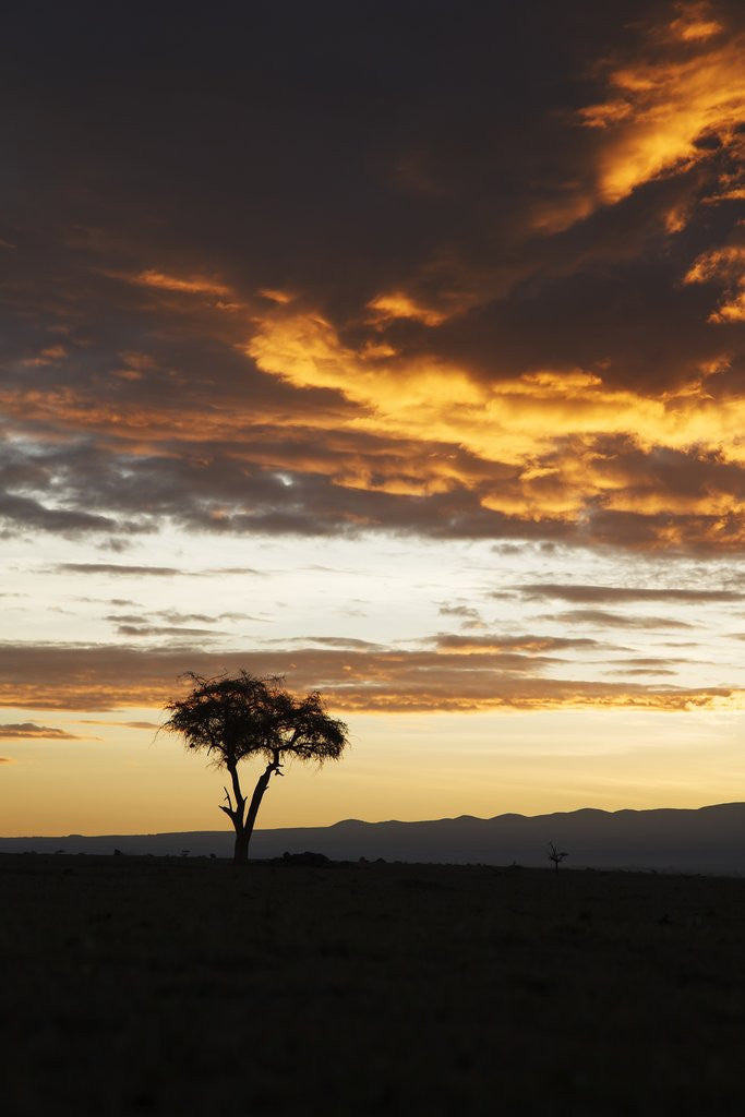 Detail of Acacia tree silhouette at dawn, Kenya by Corbis