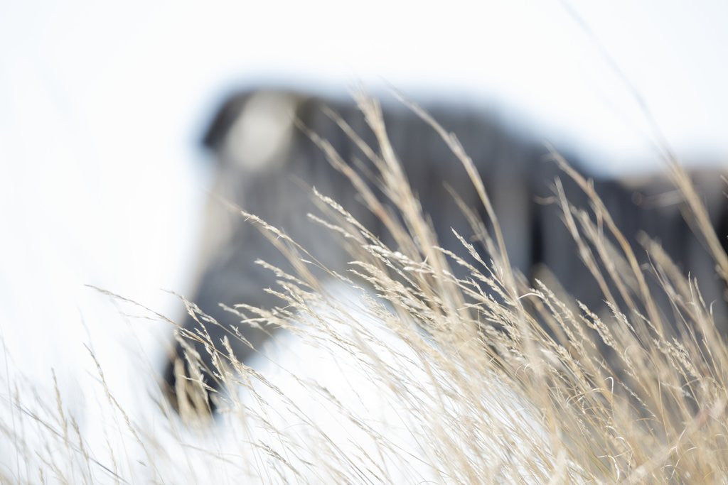 Detail of Zebra and thatch grass by Anonymous