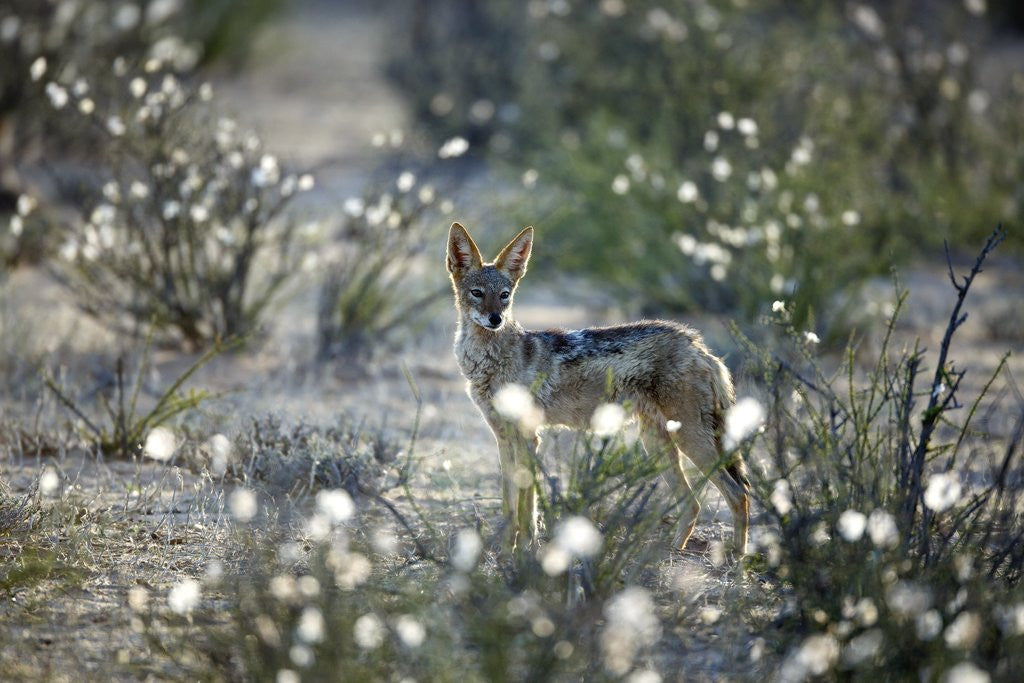 Detail of Blackbacked Jackal, Botswana by Anonymous
