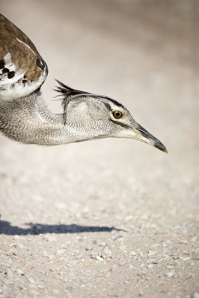 Detail of Kori Bustard, Botswana by Anonymous
