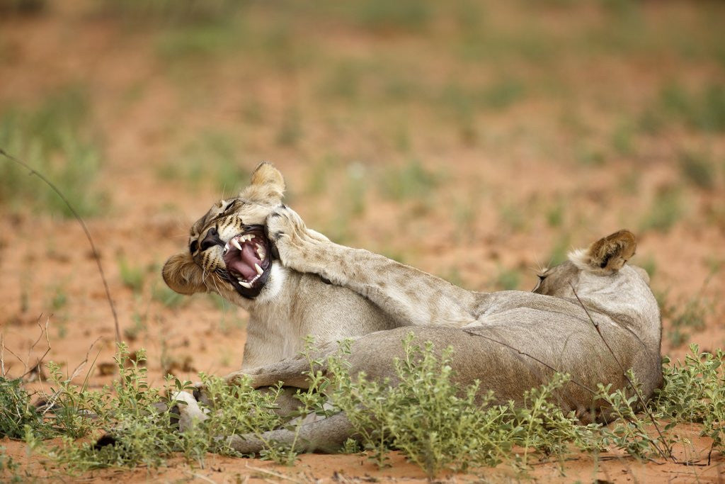 Detail of Young lions playing, Botswana by Anonymous