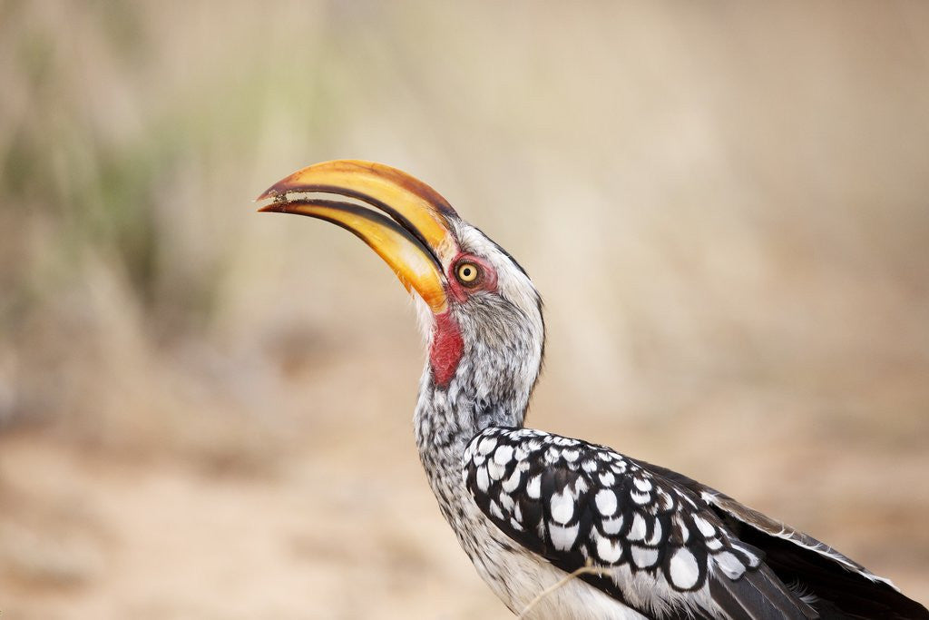 Detail of Yellow-billed Hornbill, Botswana by Anonymous