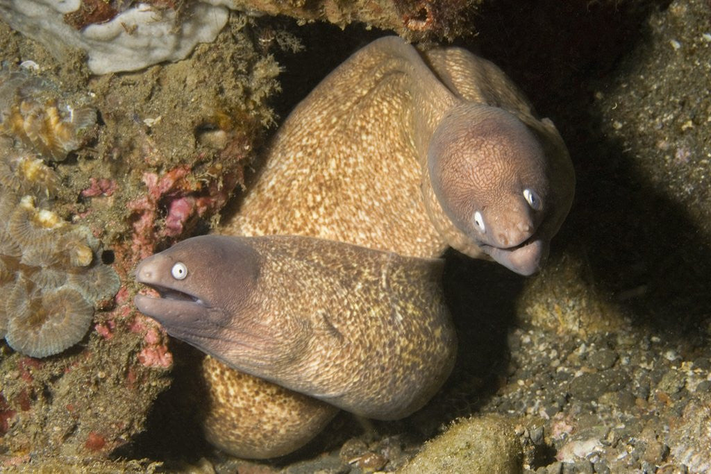 Detail of White-Eyed Moray Eels by Anonymous