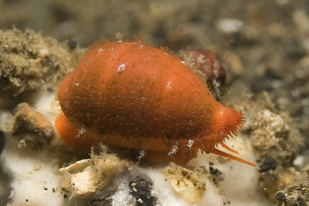 Detail of Translucent Tapering Cowrie by Anonymous