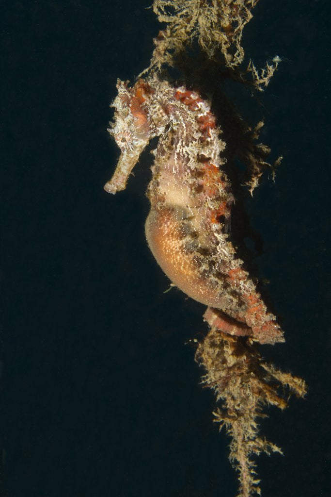 Detail of Common Seahorse by Anonymous