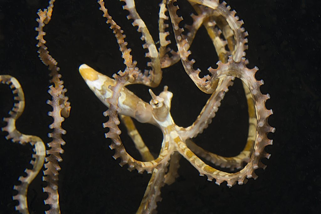 Detail of Wunderpuss Octopus free swimming by Anonymous