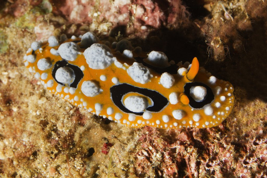 Detail of Ocellated Phyllidia Nudibranch by Anonymous
