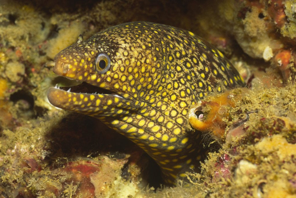 Detail of Jewel Moray Eel by Anonymous